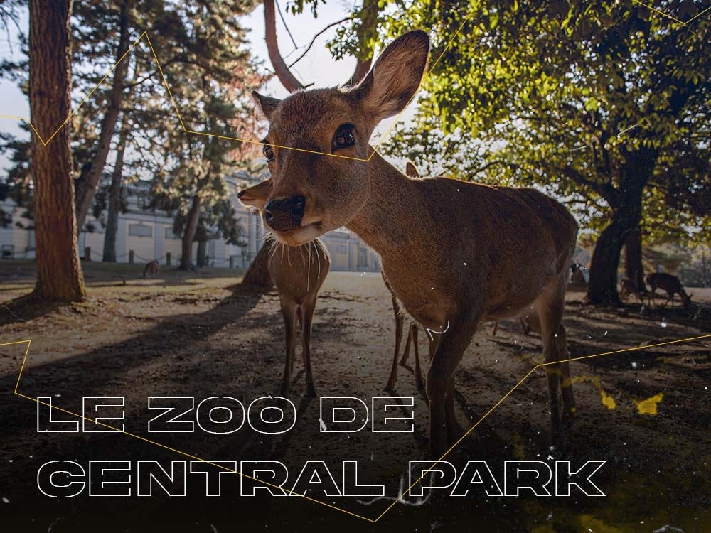 Le Zoo de Central Park